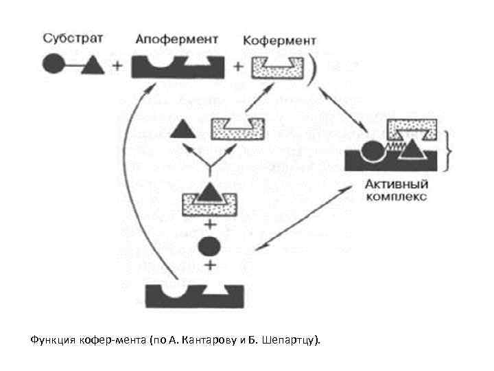 Функция кофер-мента (по А. Кантарову и Б. Шепартцу). 