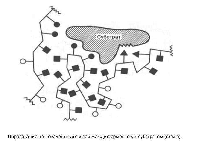 Образование не-ковалентных связей между ферментом и субстратом (схема). 