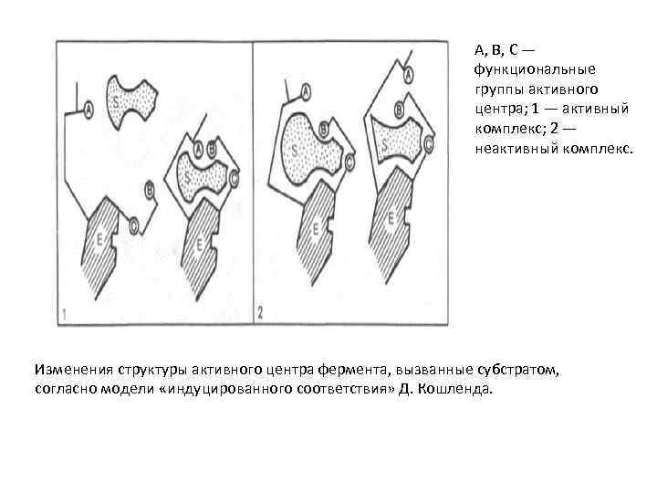 А, В, С — функциональные группы активного центра; 1 — активный комплекс; 2 —