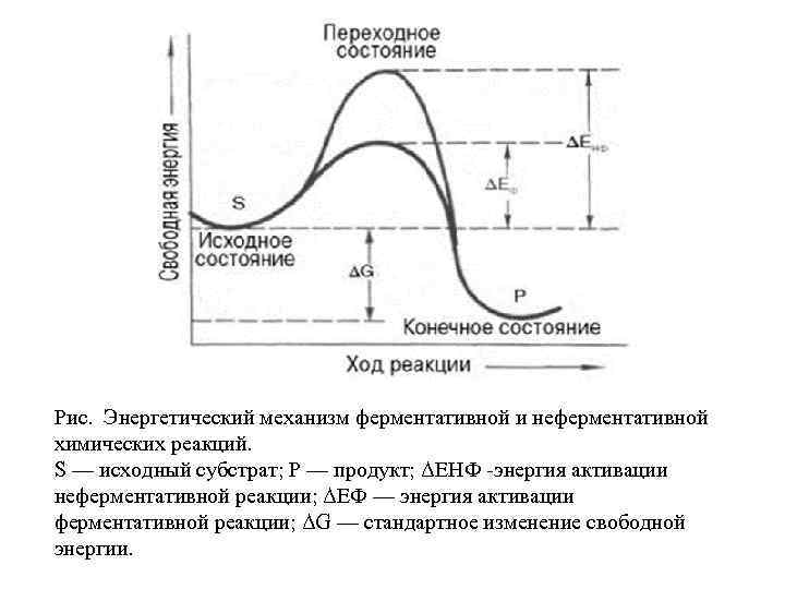 Рис. Энергетический механизм ферментативной и неферментативной химических реакций. S — исходный субстрат; Р —