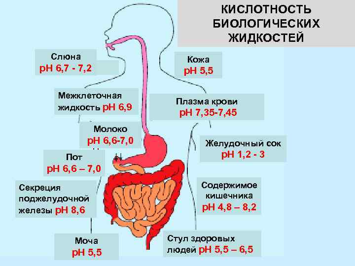 КИСЛОТНОСТЬ БИОЛОГИЧЕСКИХ ЖИДКОСТЕЙ Слюна Кожа р. Н 6, 7 - 7, 2 р. Н