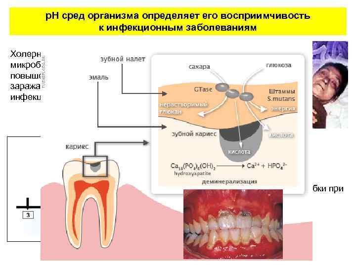 р. Н сред организма определяет его восприимчивость к инфекционным заболеваниям Холерные вибрионы – «щелочелюбивые»