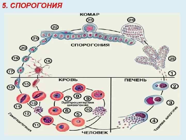 5. СПОРОГОНИЯ 