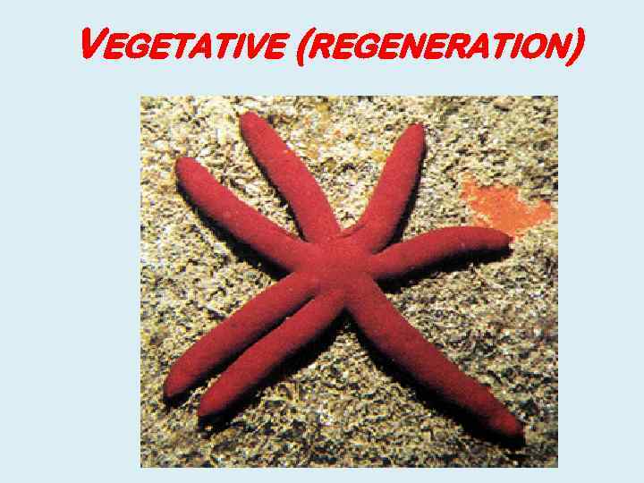 VEGETATIVE (REGENERATION) 