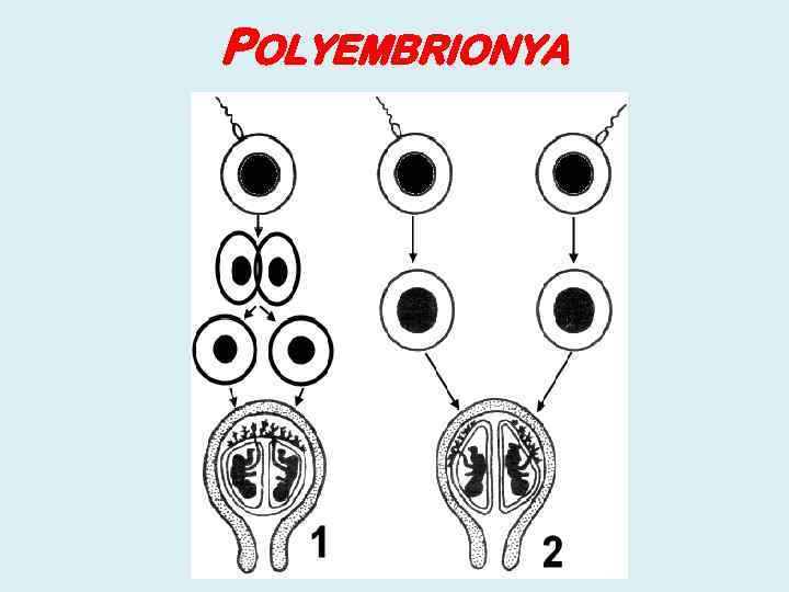 POLYEMBRIONYA 