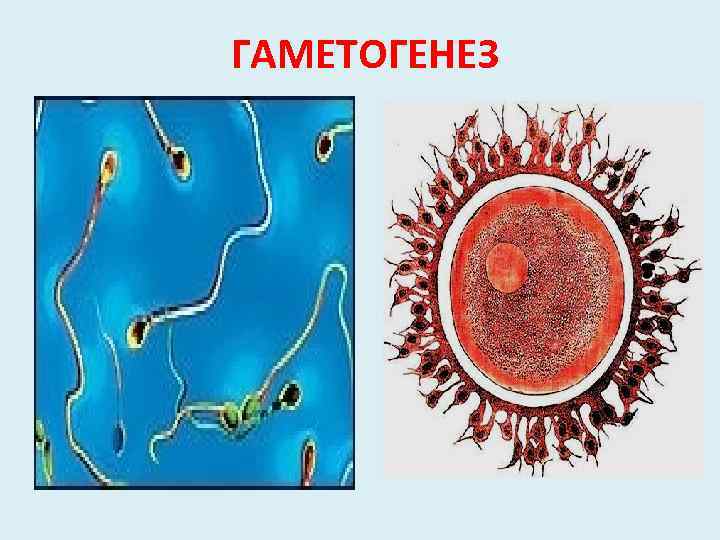  ГАМЕТОГЕНЕЗ 