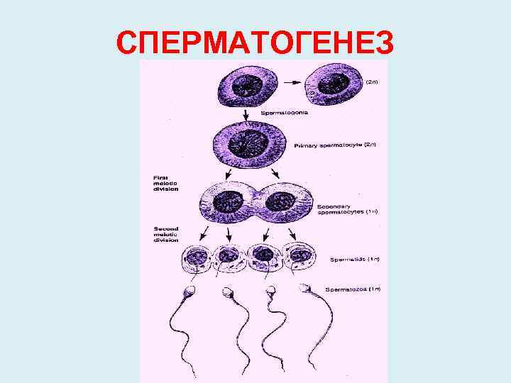 Клетку называют сперматоцитов ii порядка. Форма клеток сперматогенез. Сперматогенез первая фаза размножение. 4 Фазы сперматогенеза. Сперматогенез гистология.
