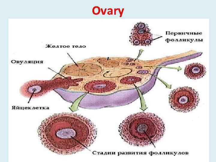 Ovary 