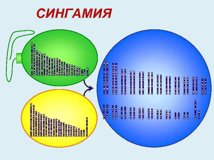 СИНГАМИЯ 