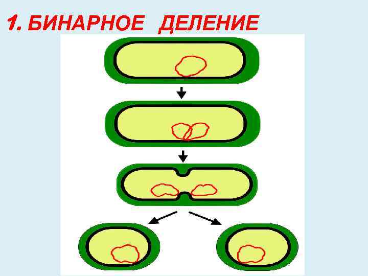 Схема бинарного деления