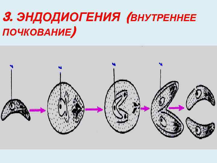 3. ЭНДОДИОГЕНИЯ (ВНУТРЕННЕЕ ПОЧКОВАНИЕ) 