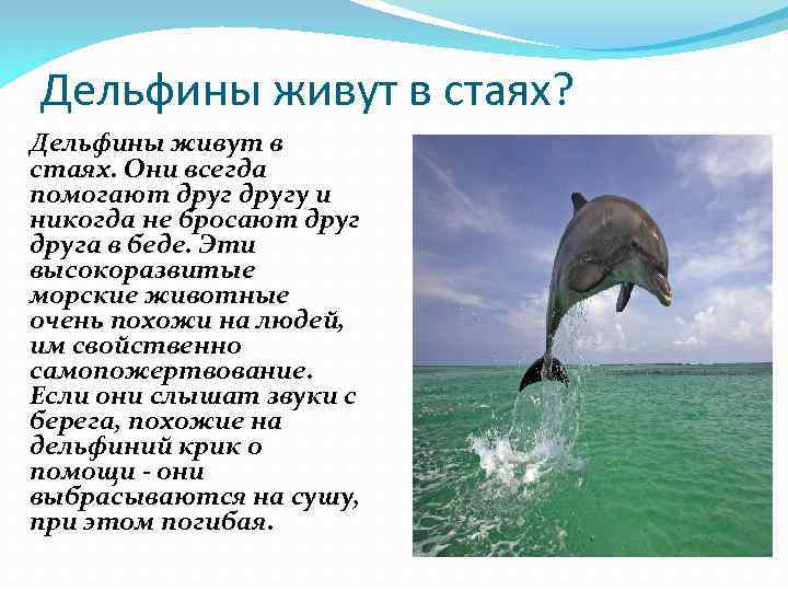 Дельфины живут лет. Где обитают дельфины. Факты о дельфинах. Дельфин дивут.