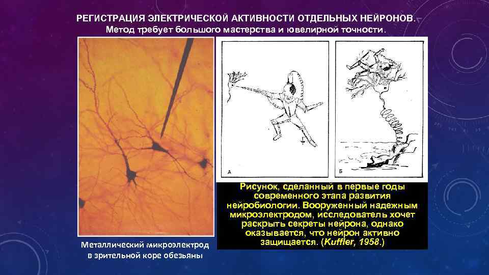 РЕГИСТРАЦИЯ ЭЛЕКТРИЧЕСКОЙ АКТИВНОСТИ ОТДЕЛЬНЫХ НЕЙРОНОВ. Метод требует большого мастерства и ювелирной точности. Металлический микроэлектрод