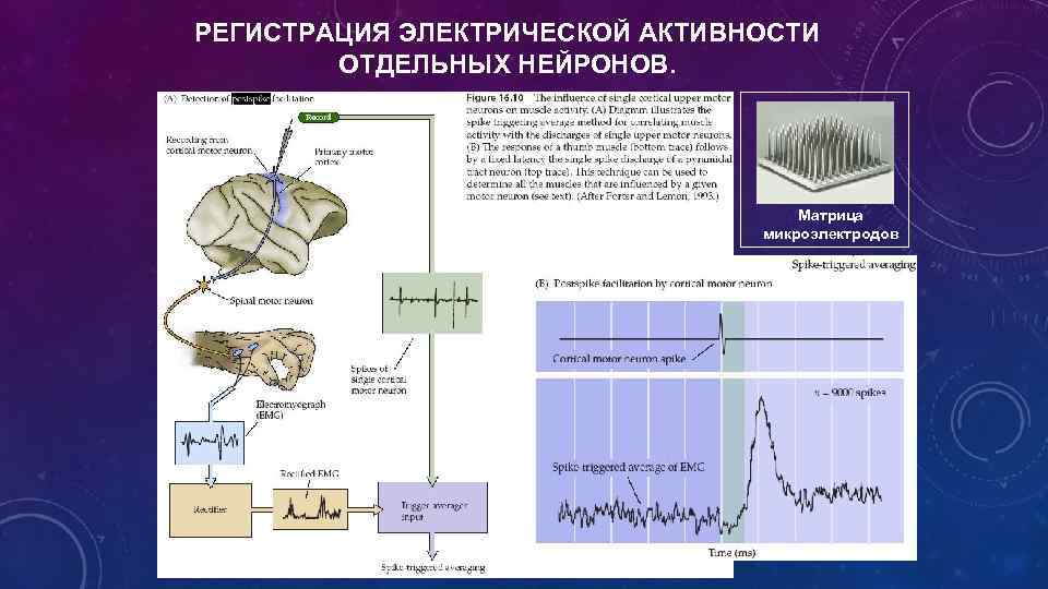 РЕГИСТРАЦИЯ ЭЛЕКТРИЧЕСКОЙ АКТИВНОСТИ ОТДЕЛЬНЫХ НЕЙРОНОВ. Матрица микроэлектродов 