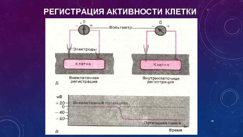 Активность клетки