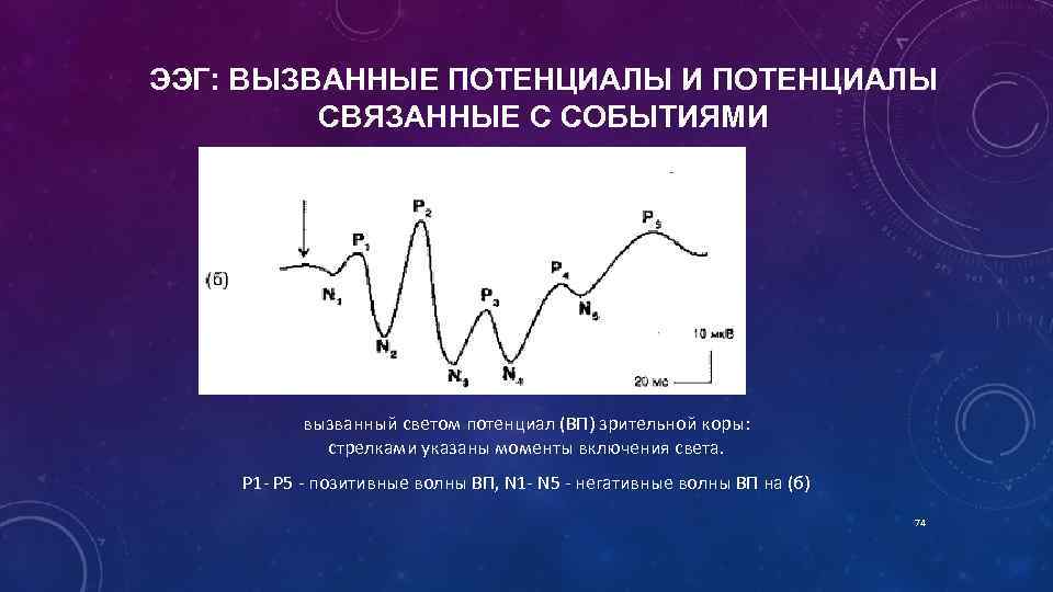 ЭЭГ: ВЫЗВАННЫЕ ПОТЕНЦИАЛЫ И ПОТЕНЦИАЛЫ СВЯЗАННЫЕ С СОБЫТИЯМИ вызванный светом потенциал (ВП) зрительной коры: