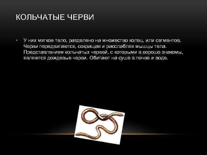 КОЛЬЧАТЫЕ ЧЕРВИ • У них мягкое тело, разделено на множество колец, или сегментов. Черви