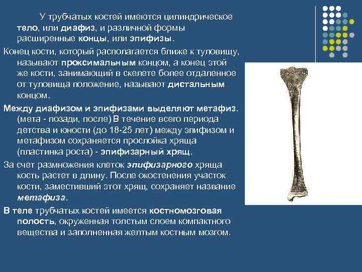 У трубчатых костей имеются цилиндрическое тело, или диафиз, и различной формы расширенные концы, или