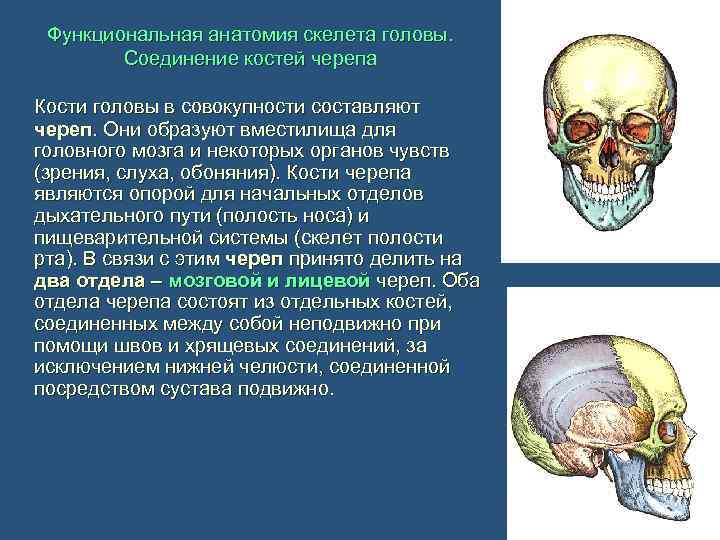 Функциональная анатомия скелета головы. Соединение костей черепа Кости головы в совокупности составляют череп. Они