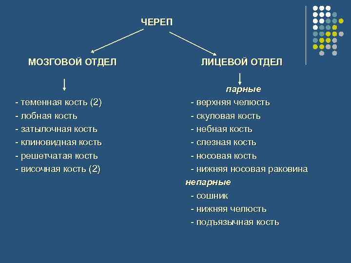 Парные кости мозгового отдела черепа человека