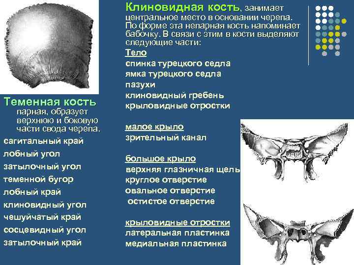 Клиновидная кость, занимает Теменная кость парная, образует верхнюю и боковую части свода черепа. сагитальный