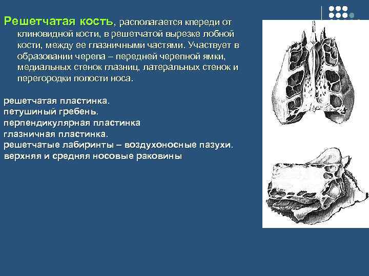 Решетчатая кость, располагается кпереди от клиновидной кости, в решетчатой вырезке лобной кости, между ее