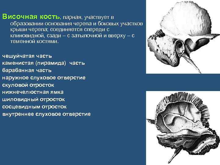 Височная кость, парная, участвует в образовании основания черепа и боковых участков крыши черепа; соединяется