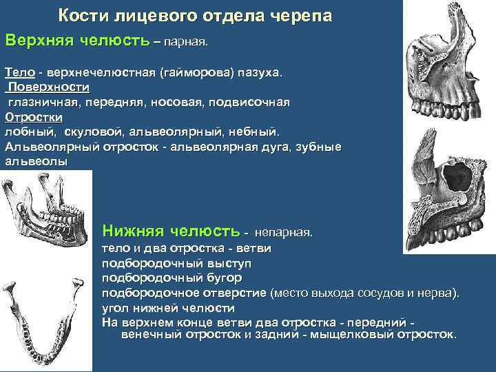 Кости лицевого отдела черепа Верхняя челюсть – парная. Тело - верхнечелюстная (гайморова) пазуха. Поверхности