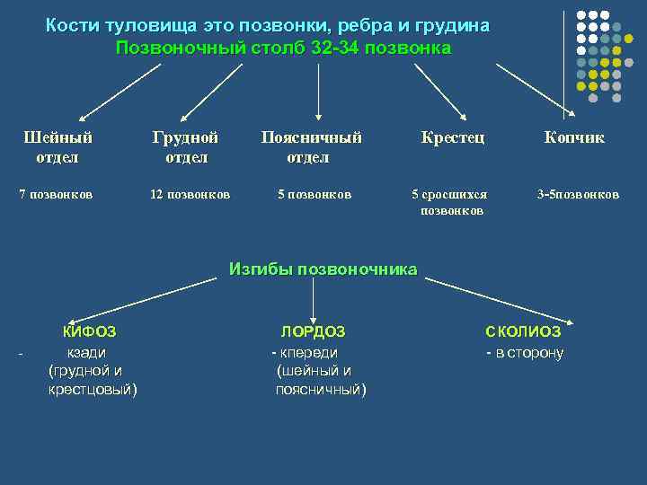  Кости туловища это позвонки, ребра и грудина Позвоночный столб 32 -34 позвонка Шейный