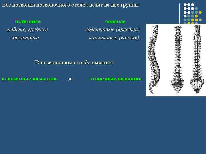 Все позвонки позвоночного столба делят на две группы истинные шейные, грудные поясничные ложные крестцовые
