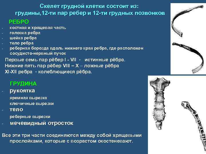 Скелет грудной клетки состоит из: грудины, 12 -ти пар ребер и 12 -ти грудных