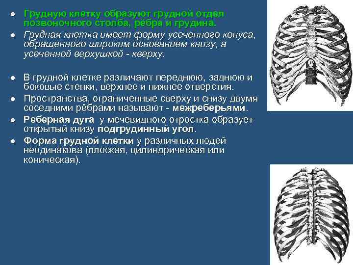 l l l Грудную клетку образуют грудной отдел позвоночного столба, рёбра и грудина. Грудная