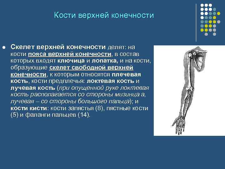 Кости верхней конечности l Скелет верхней конечности делят: на кости пояса верхней конечности, в