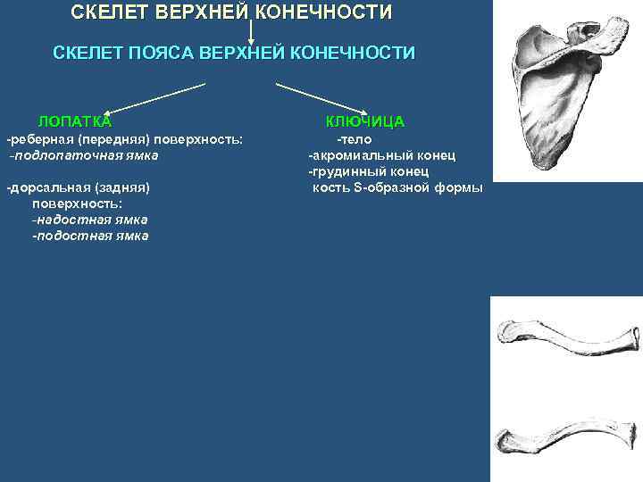 СКЕЛЕТ ВЕРХНЕЙ КОНЕЧНОСТИ СКЕЛЕТ ПОЯСА ВЕРХНЕЙ КОНЕЧНОСТИ ЛОПАТКА КЛЮЧИЦА -реберная (передняя) поверхность: -тело -подлопаточная