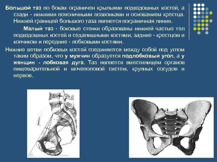 Большой таз по бокам ограничен крыльями подвздошных костей, а сзади - нижними поясничными позвонками