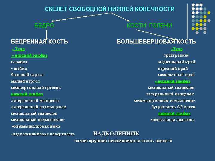 СКЕЛЕТ СВОБОДНОЙ НИЖНЕЙ КОНЕЧНОСТИ БЕДРО КОСТИ ГОЛЕНИ БЕДРЕННАЯ КОСТЬ БОЛЬШЕБЕРЦОВАЯ КОСТЬ - Тело -