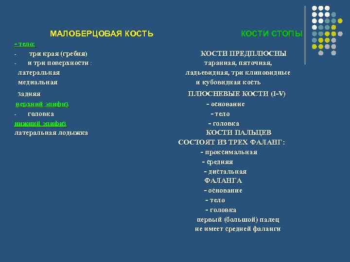 МАЛОБЕРЦОВАЯ КОСТЬ КОСТИ СТОПЫ - тело: три края (гребня) КОСТИ ПРЕДПЛЮСНЫ и три поверхности