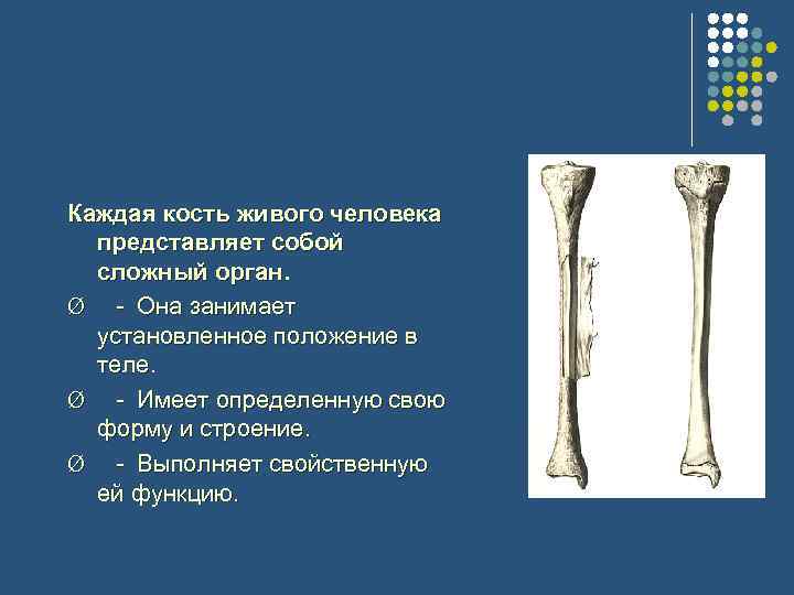  Каждая кость живого человека представляет собой сложный орган. Ø - Она занимает установленное