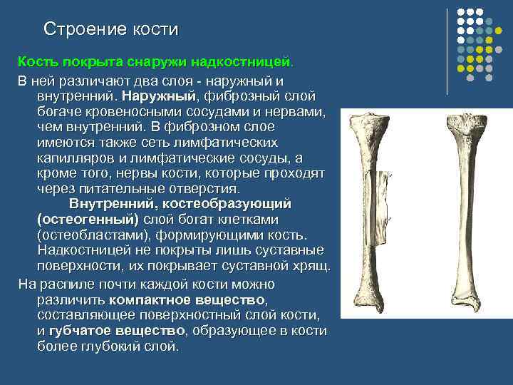 Строение кости Кость покрыта снаружи надкостницей. В ней различают два слоя - наружный и