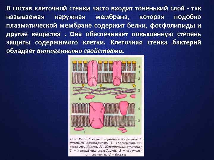 В состав клеточной стенки часто входит тоненький слой - так называемая наружная мембрана, которая