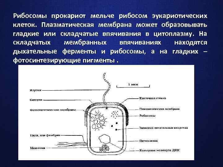 Рибосомы прокариот мельче рибосом эукариотических клеток. Плазматическая мембрана может образовывать гладкие или складчатые впячивания