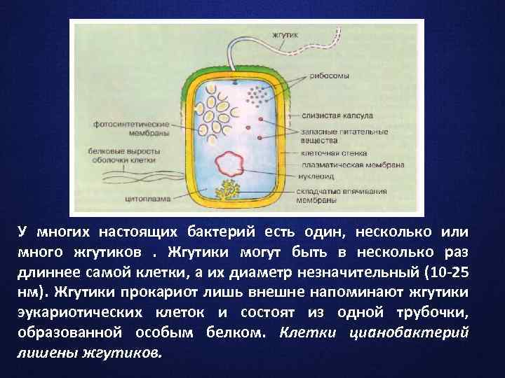 У многих настоящих бактерий есть один, несколько или много жгутиков. Жгутики могут быть в