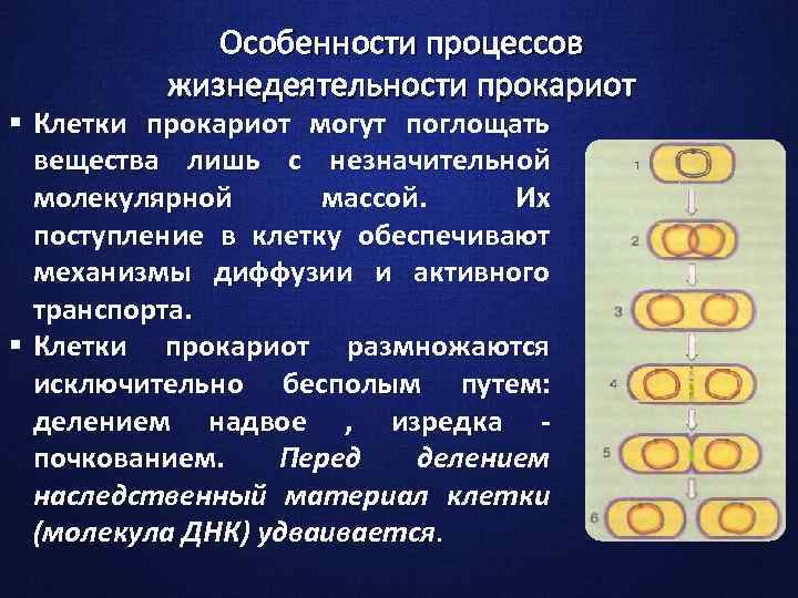 Особенности процессов жизнедеятельности прокариот § Клетки прокариот могут поглощать вещества лишь с незначительной молекулярной