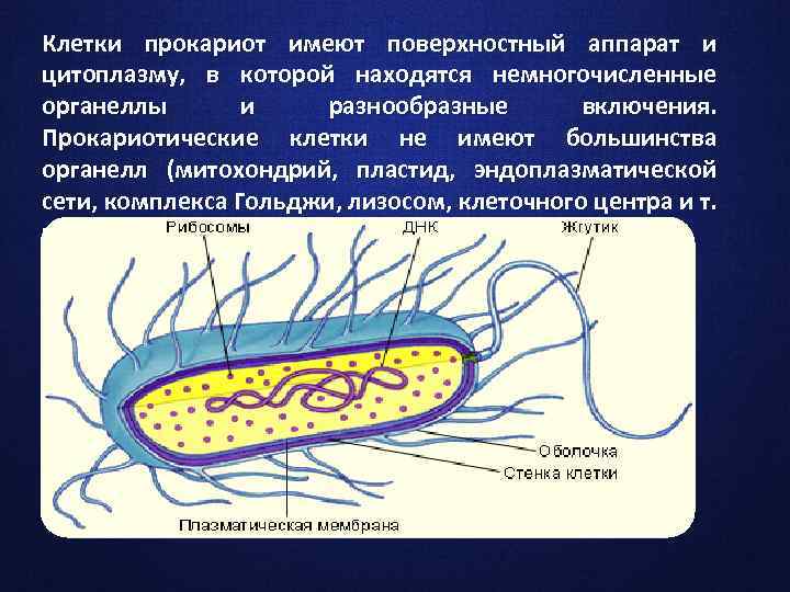 Клетки прокариот имеют поверхностный аппарат и цитоплазму, в которой находятся немногочисленные органеллы и разнообразные