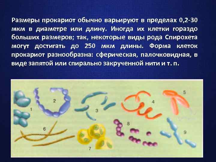 Размеры прокариот обычно варьируют в пределах 0, 2 -30 мкм в диаметре или длину.