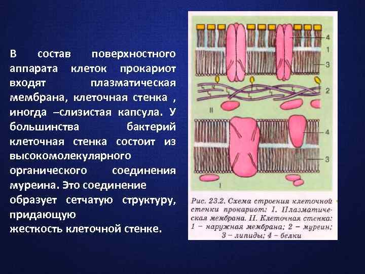 В состав поверхностного аппарата клеток прокариот входят плазматическая мембрана, клеточная стенка , иногда –слизистая