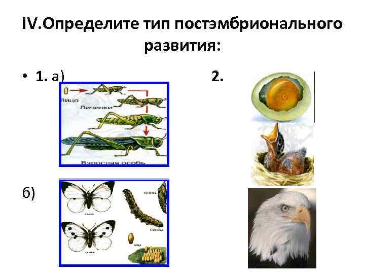 Размножение и индивидуальное развитие. Размножение и развитие организмов. Постэмбриональный период у растений. Периоды постэмбрионального развития растений. Размножение рост и развитие организмов.