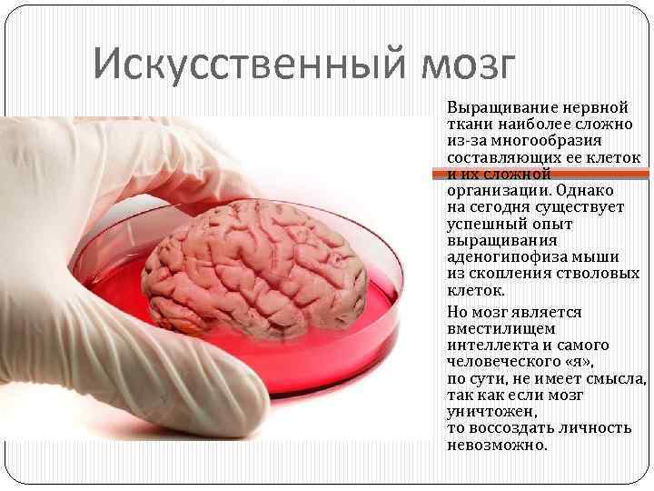 Искусственный мозг Выращивание нервной ткани наиболее сложно из-за многообразия составляющих ее клеток и их