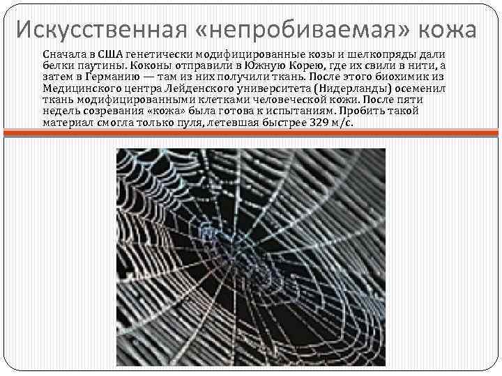 Искусственная «непробиваемая» кожа Сначала в США генетически модифицированные козы и шелкопряды дали белки паутины.