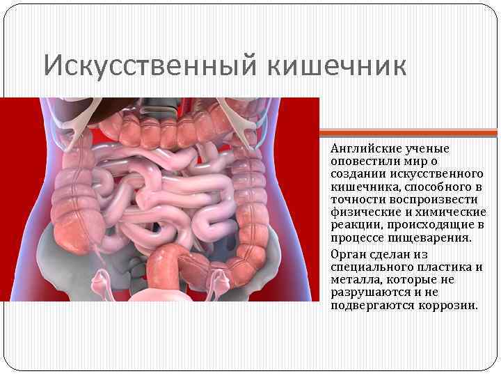 Искусственный кишечник Английские ученые оповестили мир о создании искусственного кишечника, способного в точности воспроизвести
